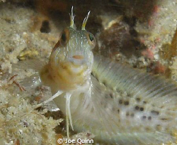 A tiny blenny looking a bit surprised. by Joe Quinn 